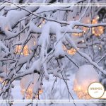 تأمین نیاز سرمایی پسته