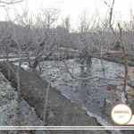 جلوگیری از سرمازدگی درختان میوه