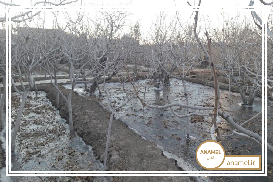 جلوگیری از سرمازدگی درختان میوه