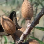 کنترل آفات و بیماری درختان بادام