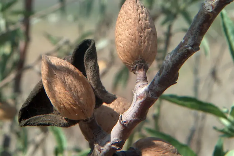 کنترل آفات و بیماری درختان بادام