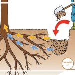 مزایای چالکود درختان میوه