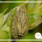 آفت سن گندم و مبارزه با آن