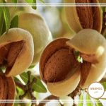 چگونه درختان بادام را پرورش دهیم