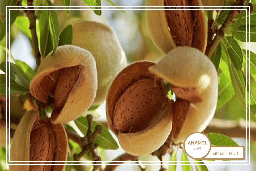 چگونه درختان بادام را پرورش دهیم
