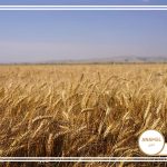 قیمت گندم در بازار جهانی