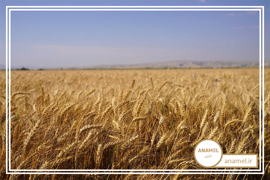 قیمت گندم در بازار جهانی