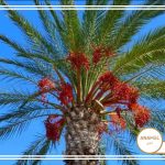 نحوه کاشت، رشد و مراقبت از درختان خرما