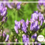 راهنمای کشت یونجه