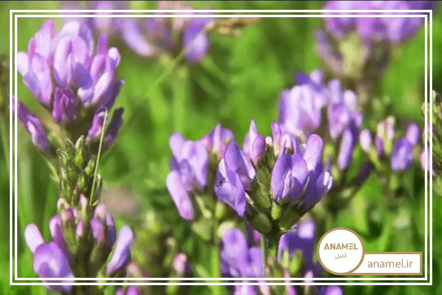 راهنمای کشت یونجه