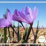 تنظیم PH خاک زعفران