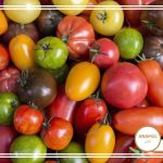 13 نکته برای کاشت و پرورش گوجه فرنگی