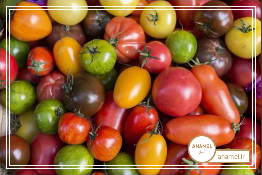 13 نکته برای کاشت و پرورش گوجه فرنگی