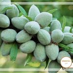 چگونه درختان بادام را عادت دهیم