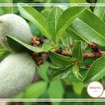 آبیاری درختان بادام با آنامل