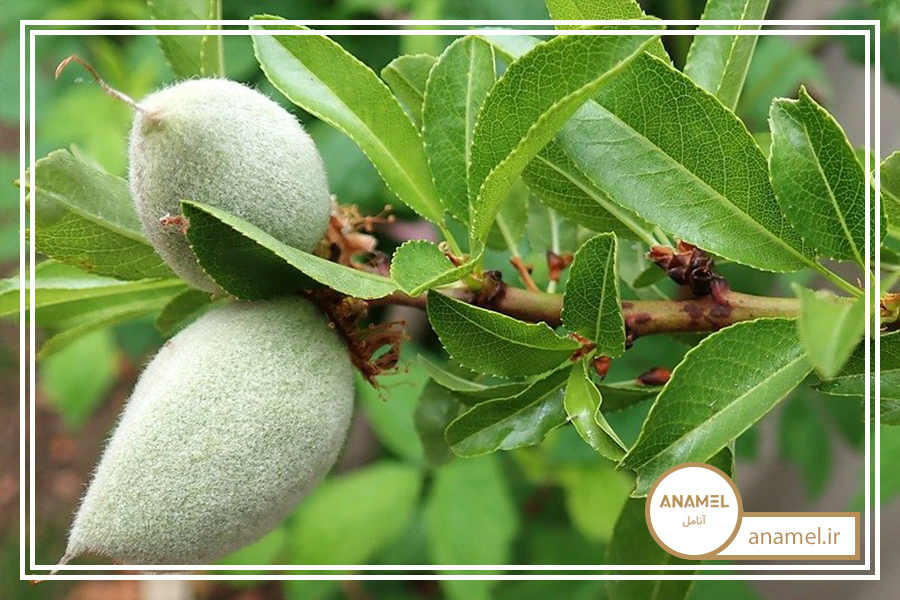 آبیاری درختان بادام با آنامل