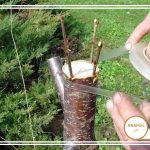 آموزش پیوند درخت بادام