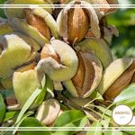 کاشت درخت بادام با آنامل
