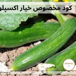 کود مخصوص خیار اکسپلود
