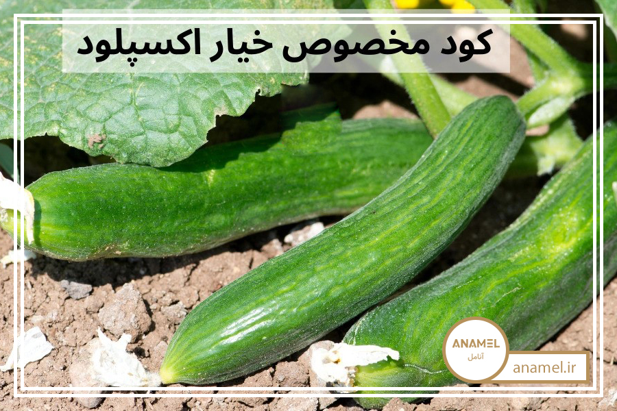 کود اصلی شوک خیار