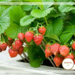 شروع به کار کشت توت فرنگی