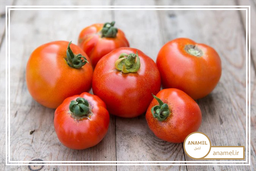 نحوه پرورش گوجه فرنگی