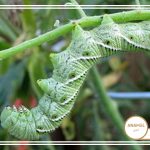 نحوه کنترل حشرات در باغ سبزیجات