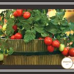 نحوه کاشت و پرورش گیاهان گوجه فرنگی در گلدان یا ظرف