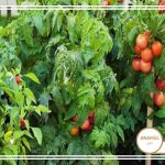 کوددهی و آب دهی سبزیجات