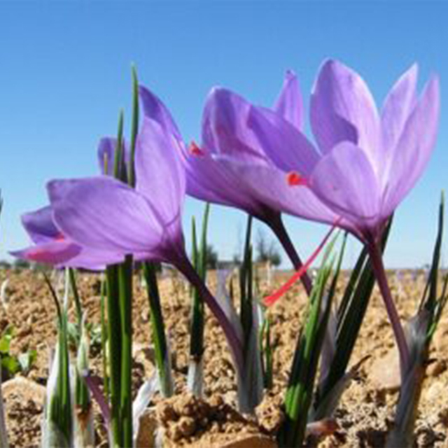 فریده قوامی