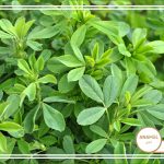 نحوه پرورش یونجه