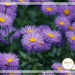 نحوه پرورش اختری و کودهای آن