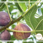 نحوه پرورش انجیر هندی