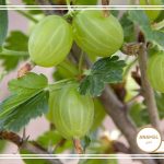 نحوه پرورش انگور فرنگی
