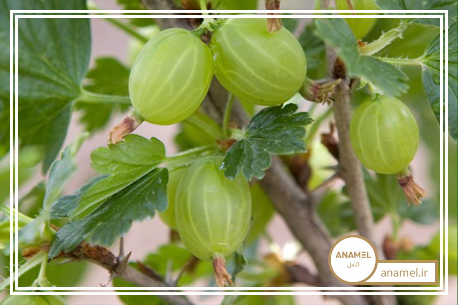 نحوه پرورش انگور فرنگی