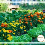 نحوه پرورش ازگیل و کودهای آن