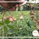نحوه پرورش بادام زمینی