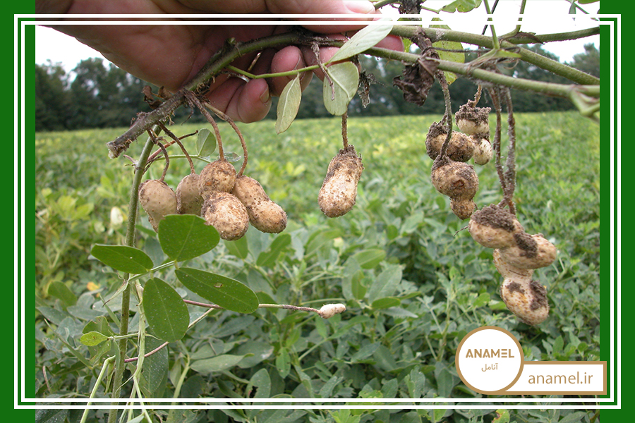 نحوه پرورش بادام زمینی