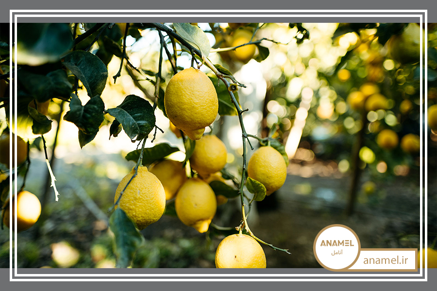 نحوه پرورش یورنج
