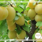 پرورش آلو قطره طلا