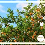 نحوه پرورش تپورنج