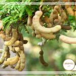 نحوه پرورش تمر هندی