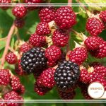 نحوه پرورش تمشک سیاه