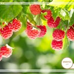 نحوه پرورش تمشک و کودهای مناسب آن