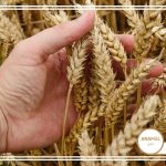 نحوه پرورش گندم دیم