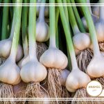 نحوه پرورش سیر