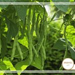آموزش کامل کاشت لوبیا