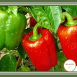 راهنمای پرورش فلفل دلمه‌ای