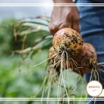 نحوه پرورش پیاز