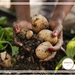 چگونه سیب زمینی را پرورش دهیم